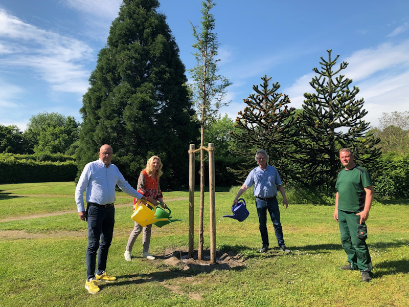 Bürgermeisterin Karin Rodeheger, Peter Hellweg,(CDU), Gerd Völker (FDP) und Robert Hülsmann (Gärtnermeister vom Forum Oelde) gießen die neu angepflanzten Bäume im Bredegarten an. 